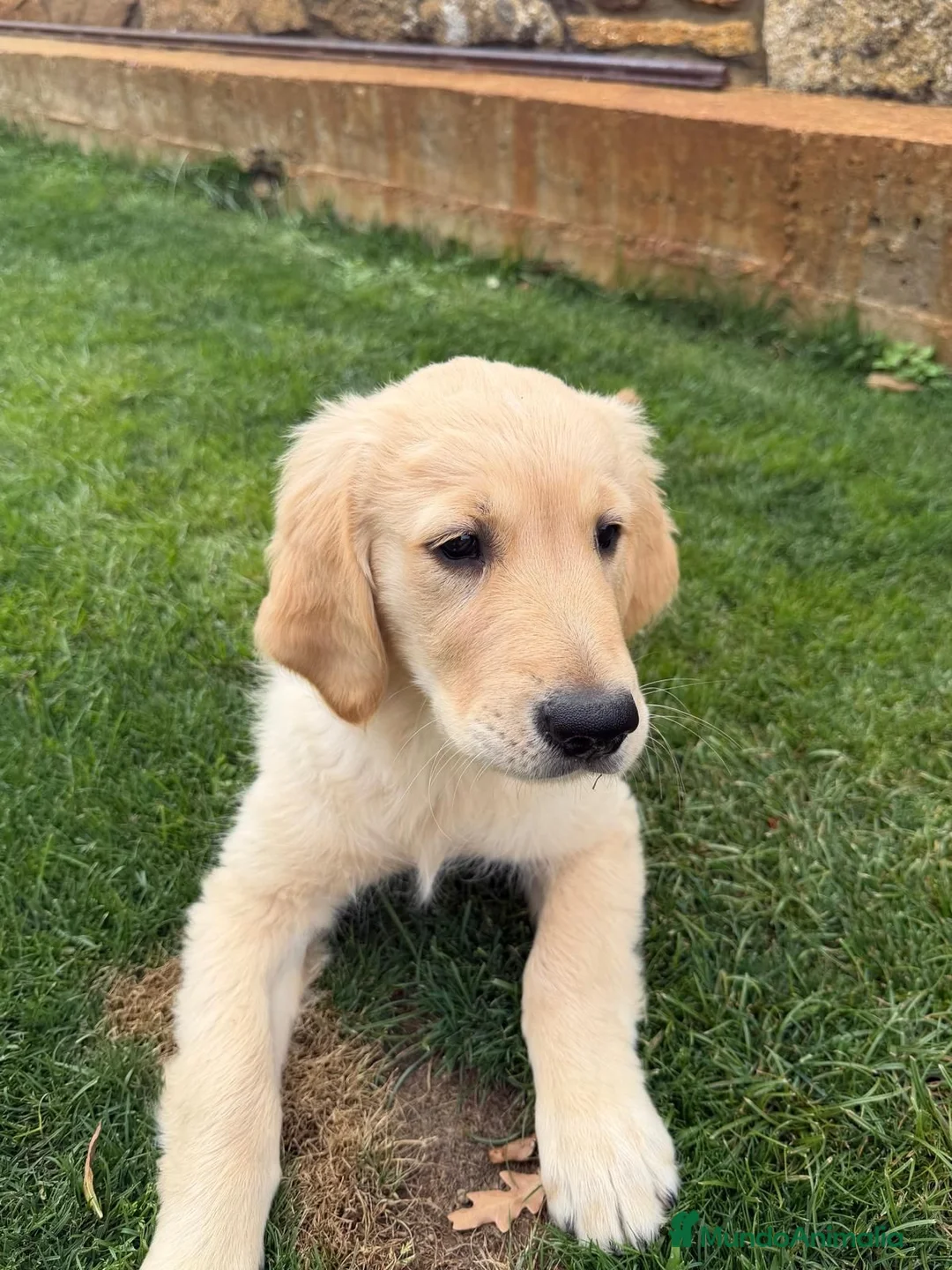 Golden Retriever perros en venta: Golden - Anuncio 1