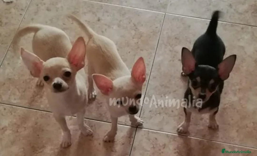 Imagen de galería {{count}}