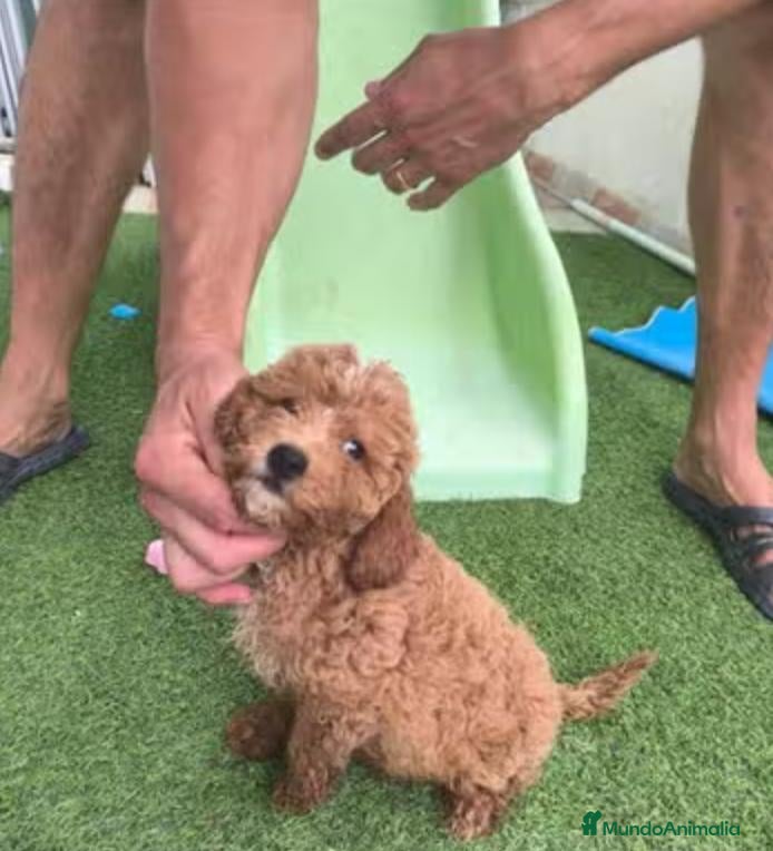 Caniche Enano perros Caniches enanos - Anuncio 2