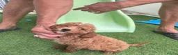 Caniche Enano perros en venta: Caniches enanos - Anuncio 2