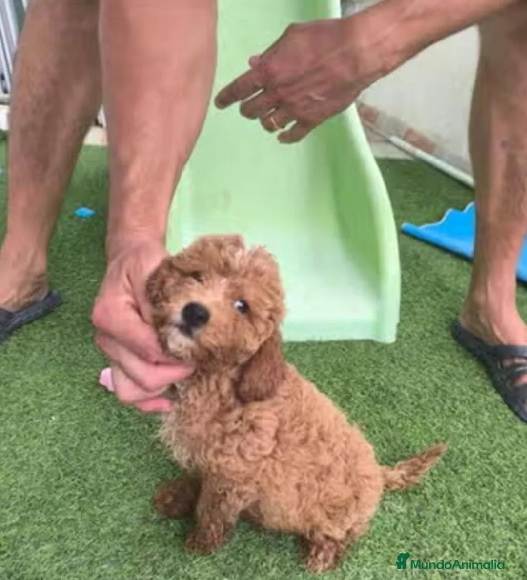 Caniche Enano perros en venta: Caniches enanos - Anuncio 2