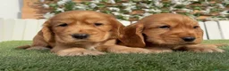 Cocker Spaniel Inglés perros en venta: COCKER SPANIEL INGLÉS  - Anuncio 4