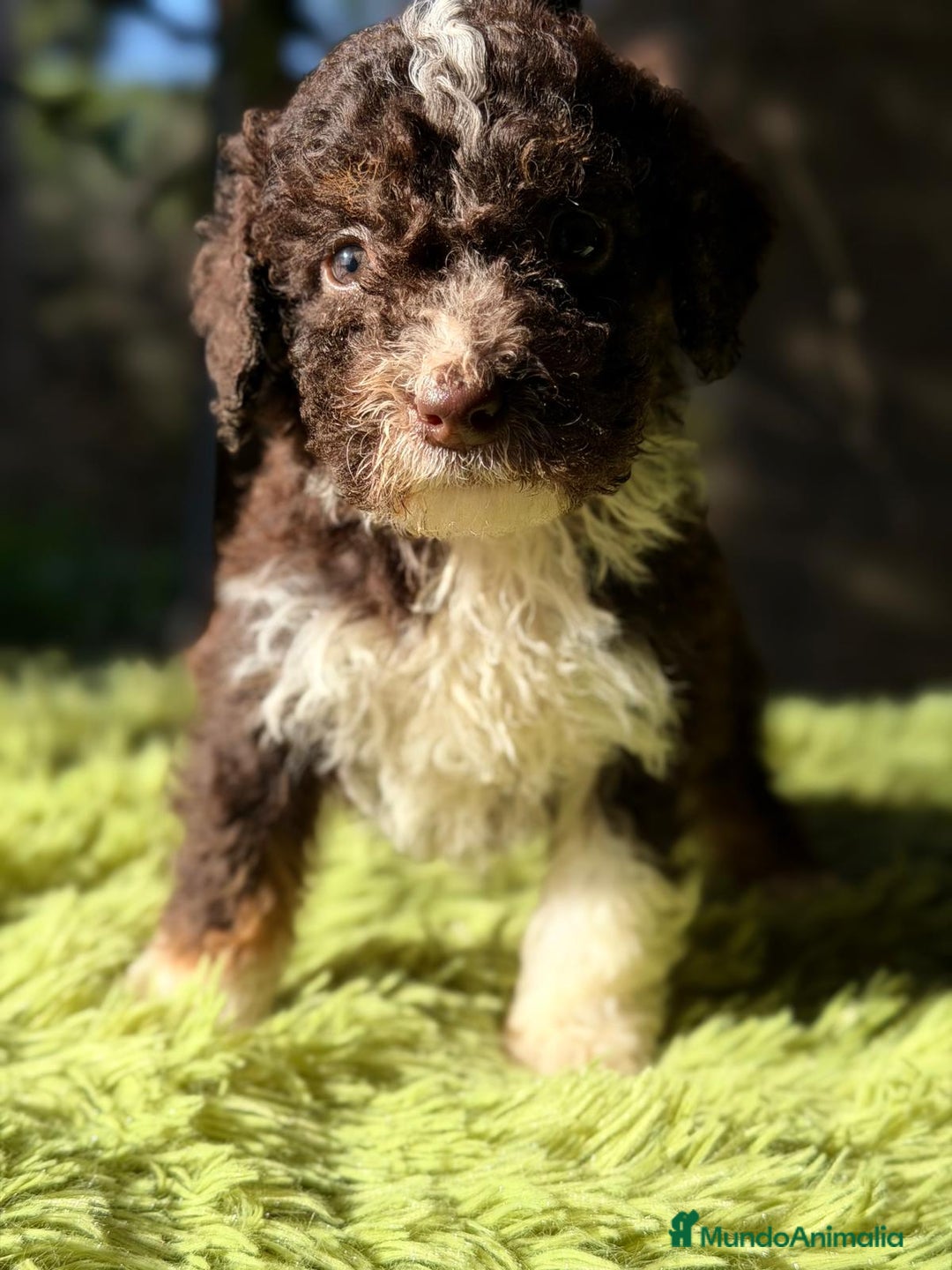 Perro de Agua Español perros en venta: PERRO DE AGUA CHOCOLATE Y BLANCO - Anuncio 5