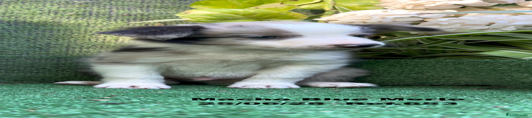 Border Collie Cachorro 2