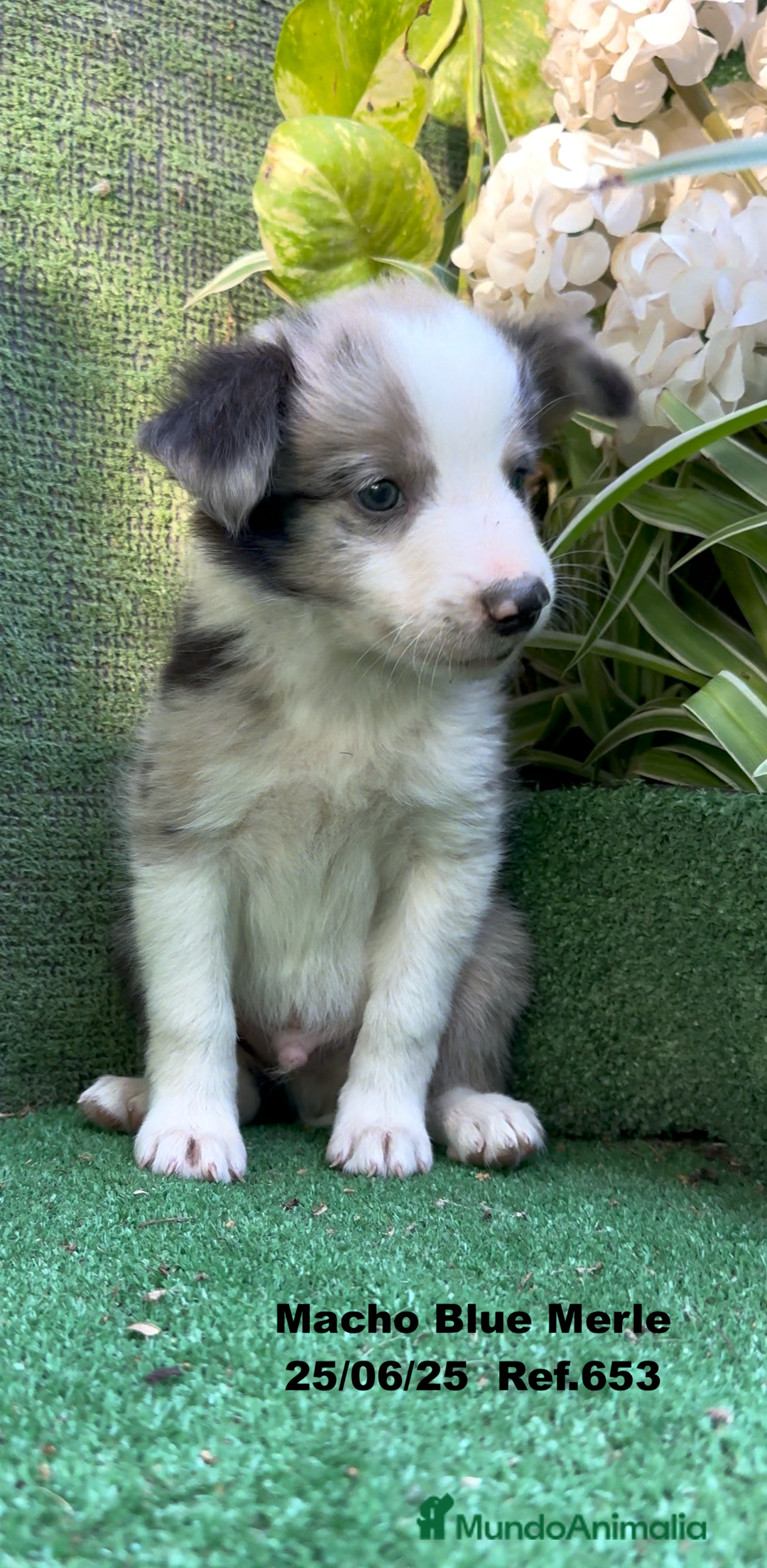 Border Collie perros en venta: BORDER COLLIE DE VILLA BIZNAGA - Imagen 24