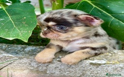 Chihuahua perros en venta: CHIHUAHUA MINITOY EXÓTICO  - Imagen 4