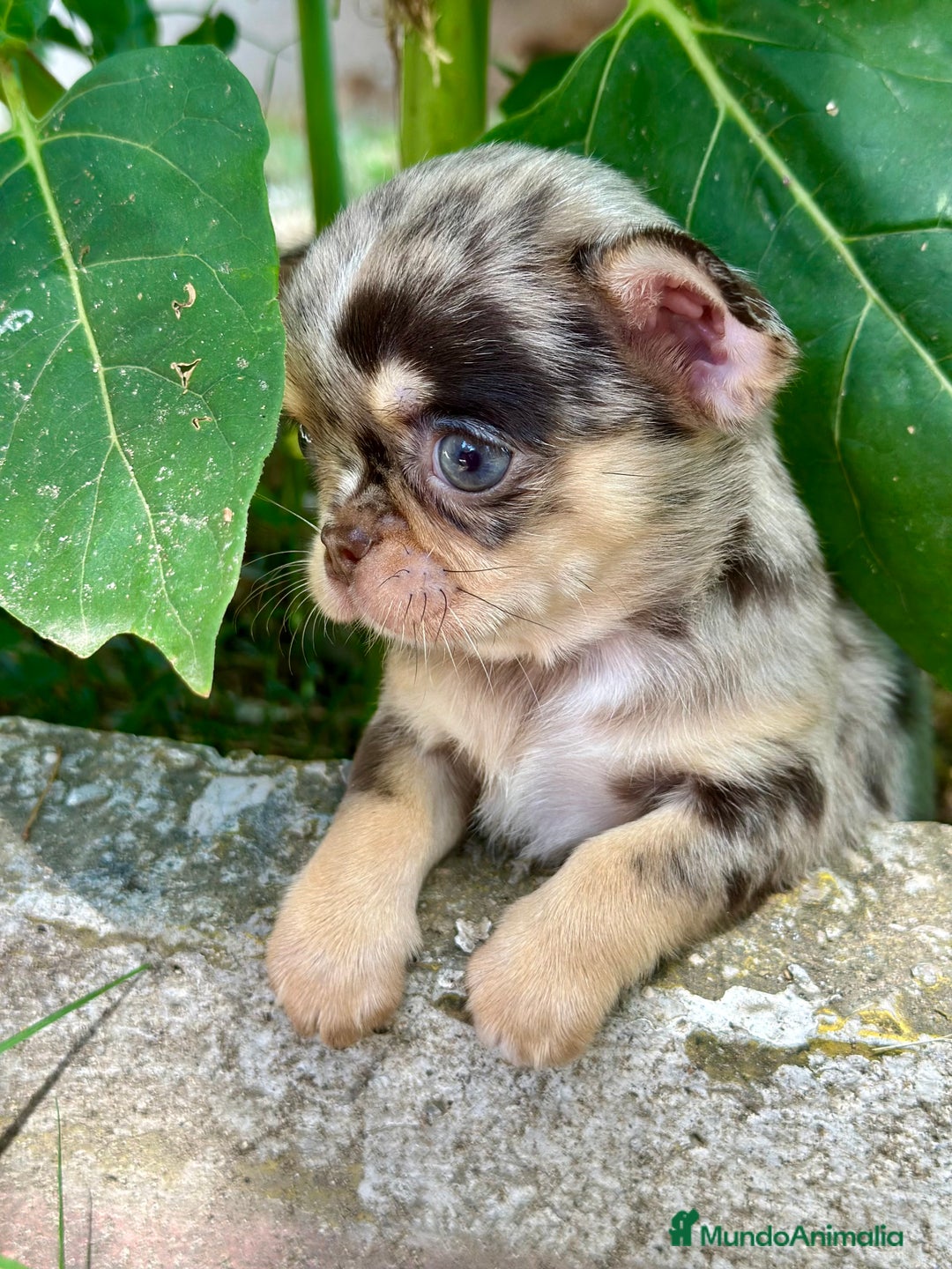 Chihuahua perros en venta: CHIHUAHUA MINITOY EXÓTICO  - Imagen 4