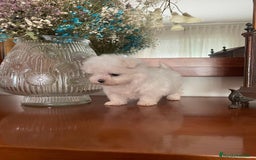 Bichón Maltés perros en venta: Bichon Maltés de caramelo  - Imagen 4