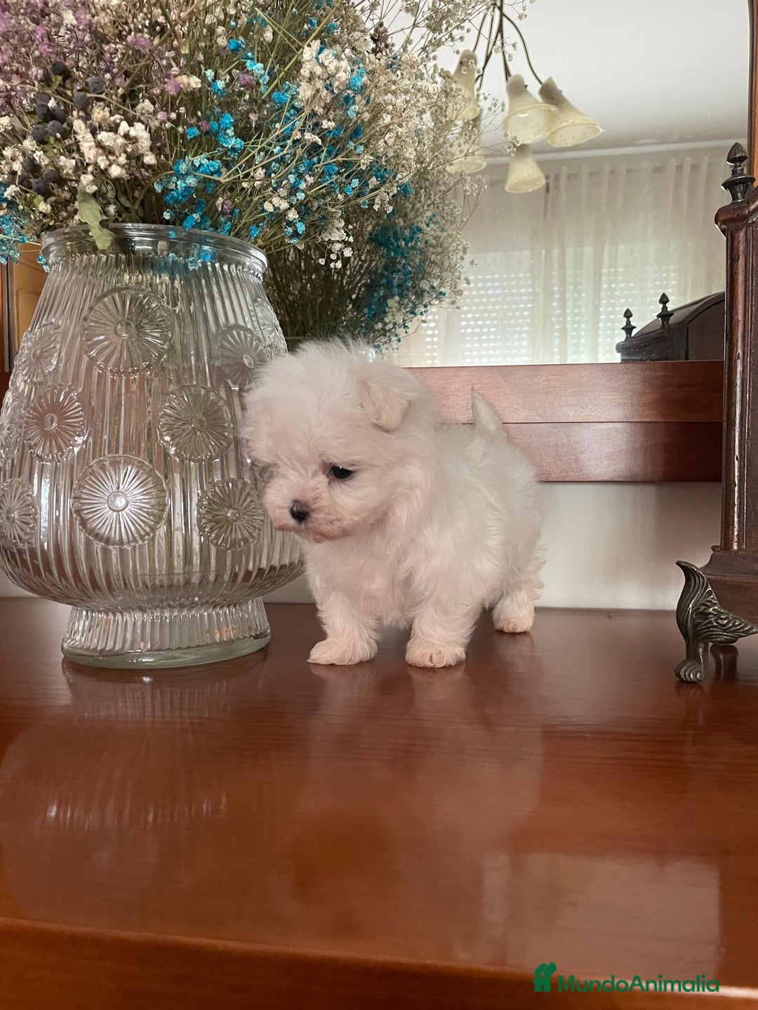 Bichón Maltés perros en venta: Bichon Maltés de caramelo  - Imagen 4
