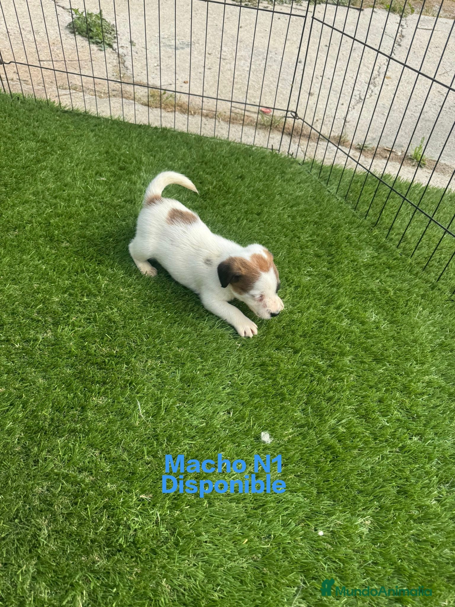 Jack Russell Terrier perros Jack Russell de pelo corto y patitas corta bicolor - Anuncio 2