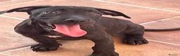 American Pit Bull Terrier perros en venta: Pitbull hembras - Anuncio 6