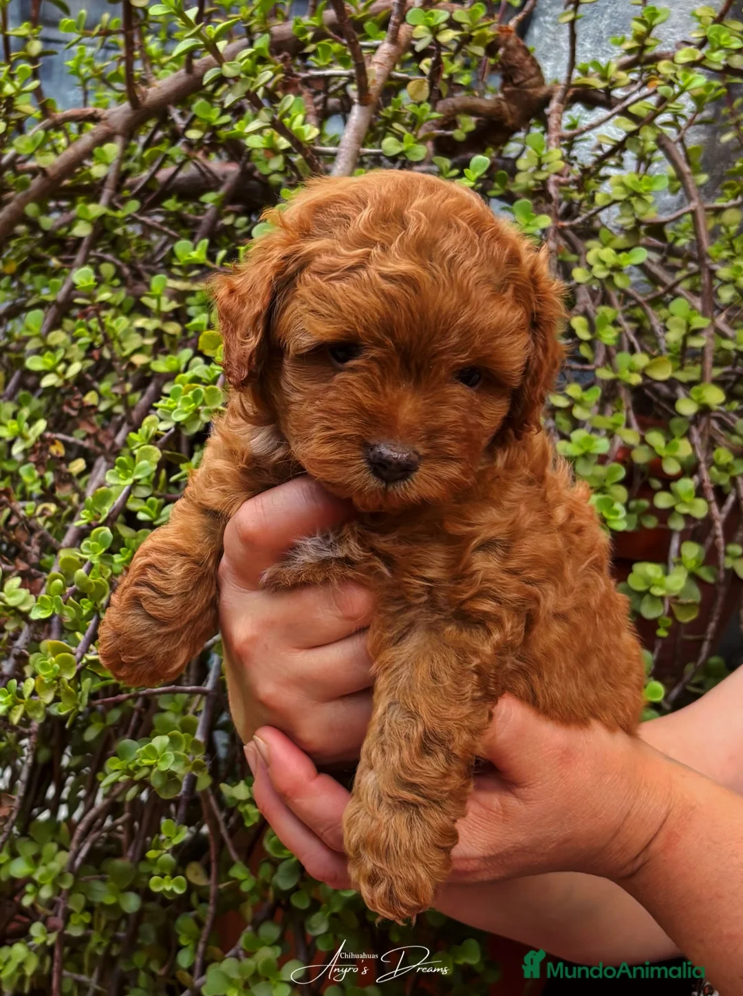 Caniche Toy perros en venta: Caniche Toy - Anuncio 1