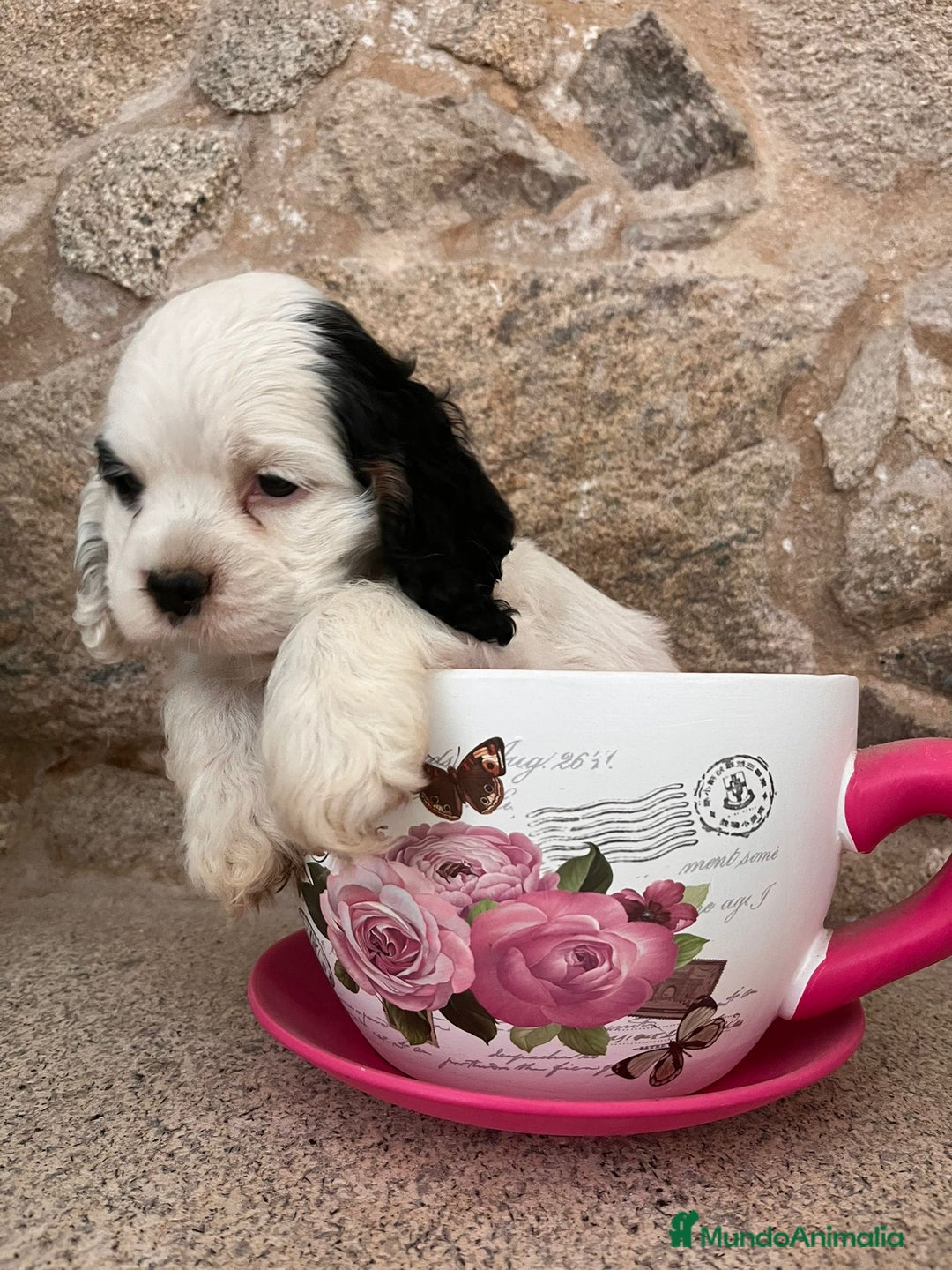 Cocker Spaniel Americano perros en venta: Cachorro particolor - Imagen 2