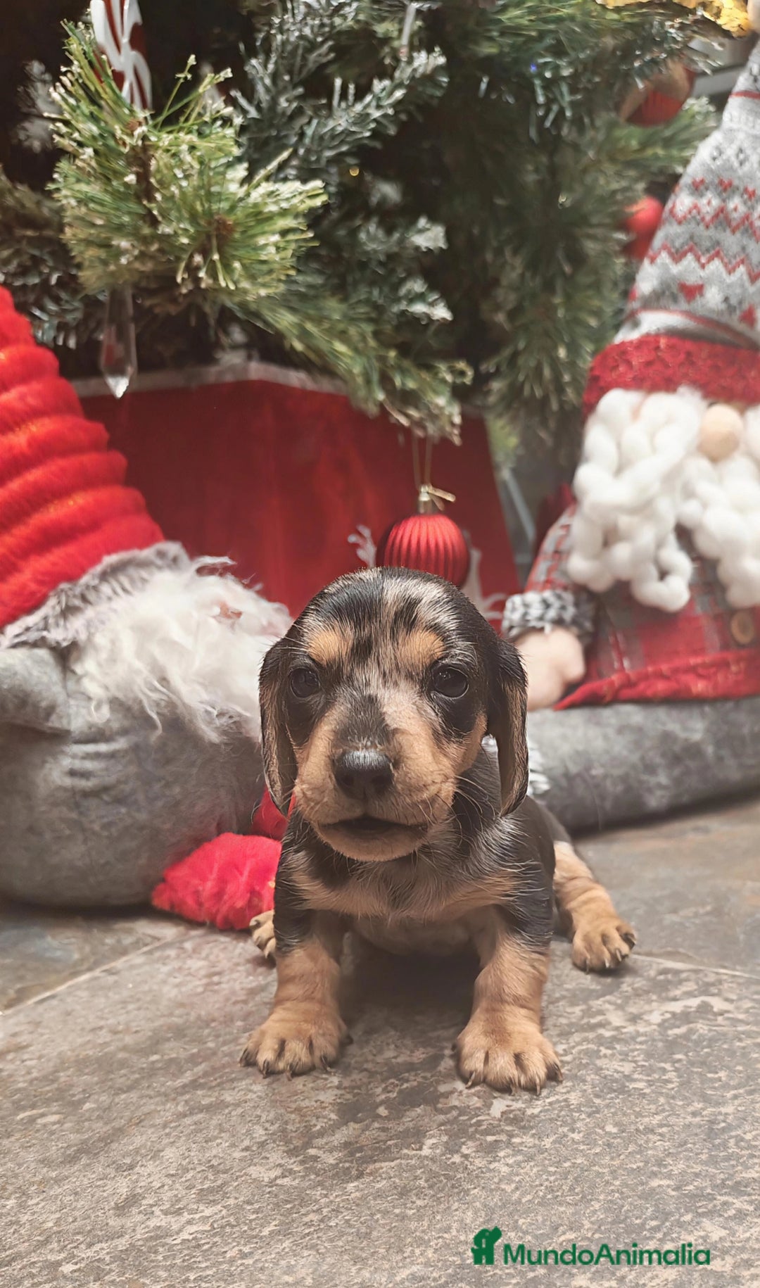 Teckel perros en venta: 🌟Tekel Arlequín y Negros fuego🌟 - Anuncio 2