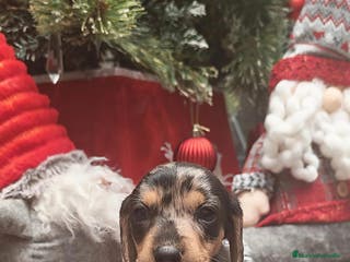 Teckel perros 🌟Tekel Arlequín y Negros fuego🌟 - Anuncio 17