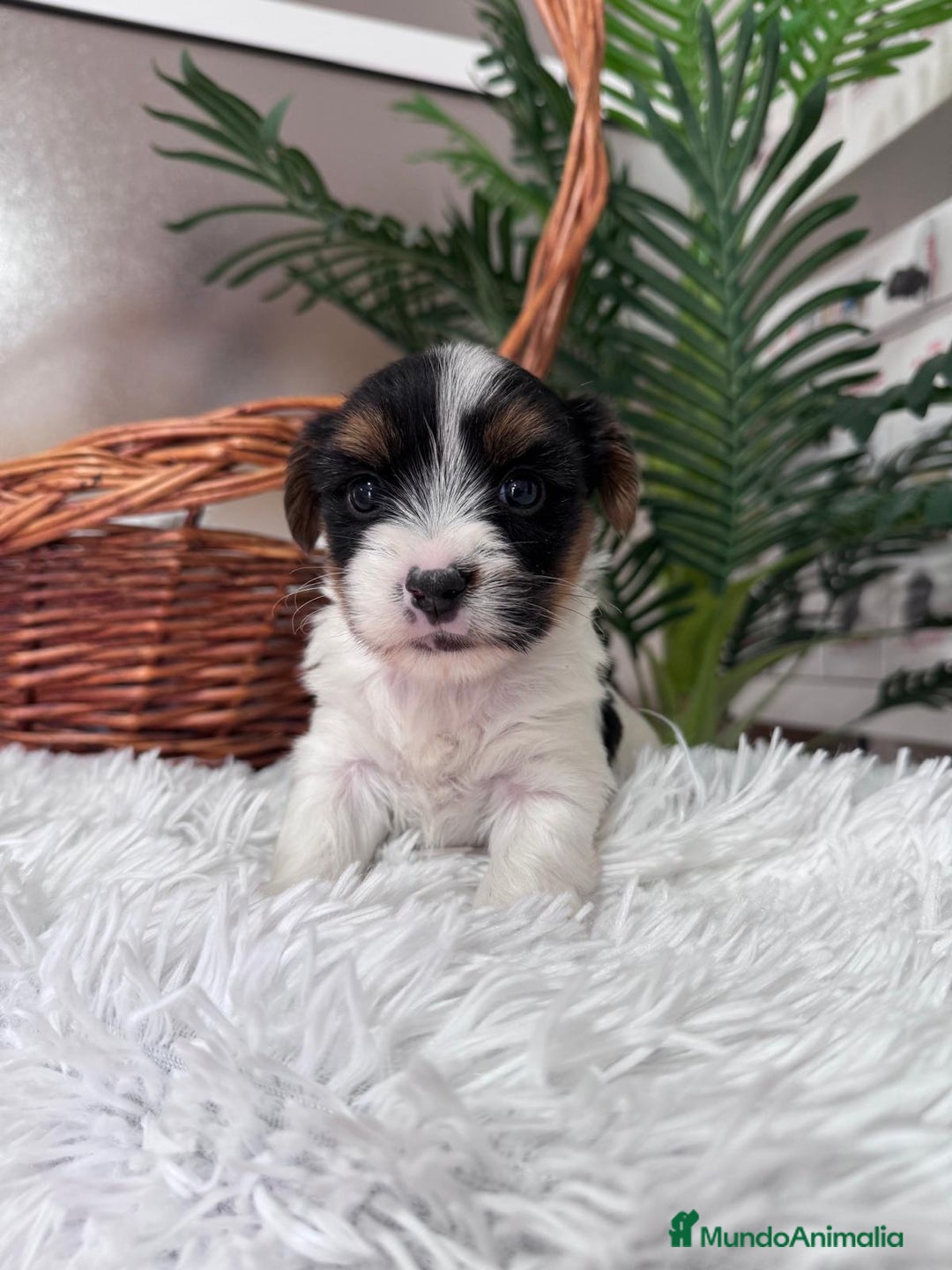 Yorkshire Terrier perros en venta: YORKSHIRE BIEWER MACHO - Anuncio 4