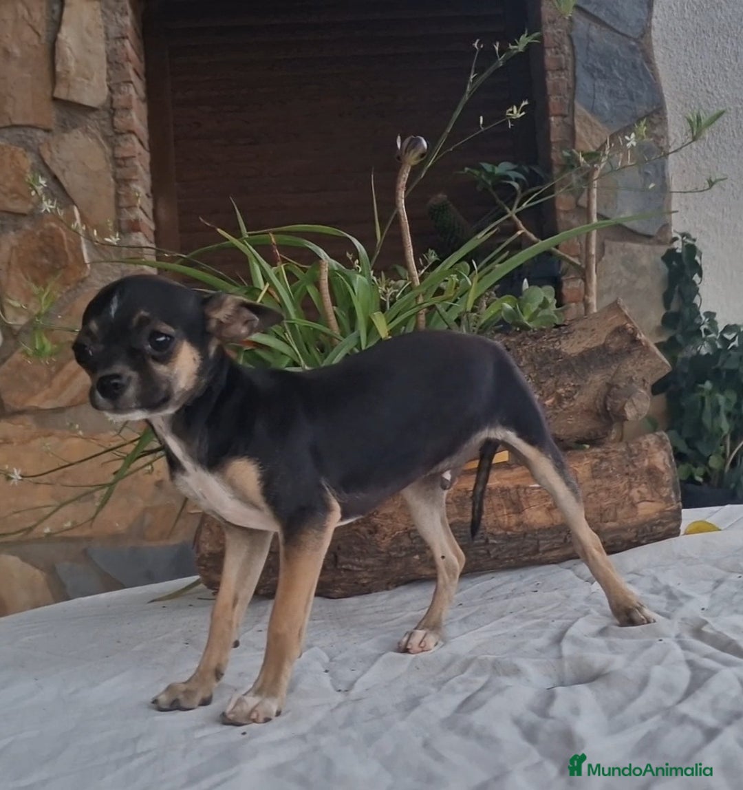 Chihuahua perros en venta: Chihuahua tricolor - Imagen 4