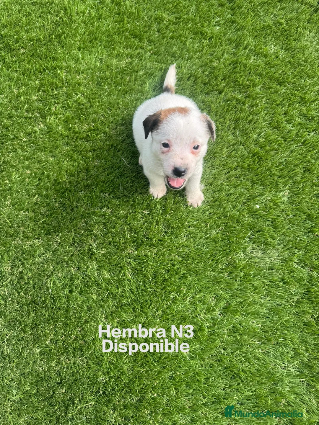 Jack Russell Terrier perros en venta: Jack Russell Pelo Corto y patitas cortas Bicolores - Anuncio 2