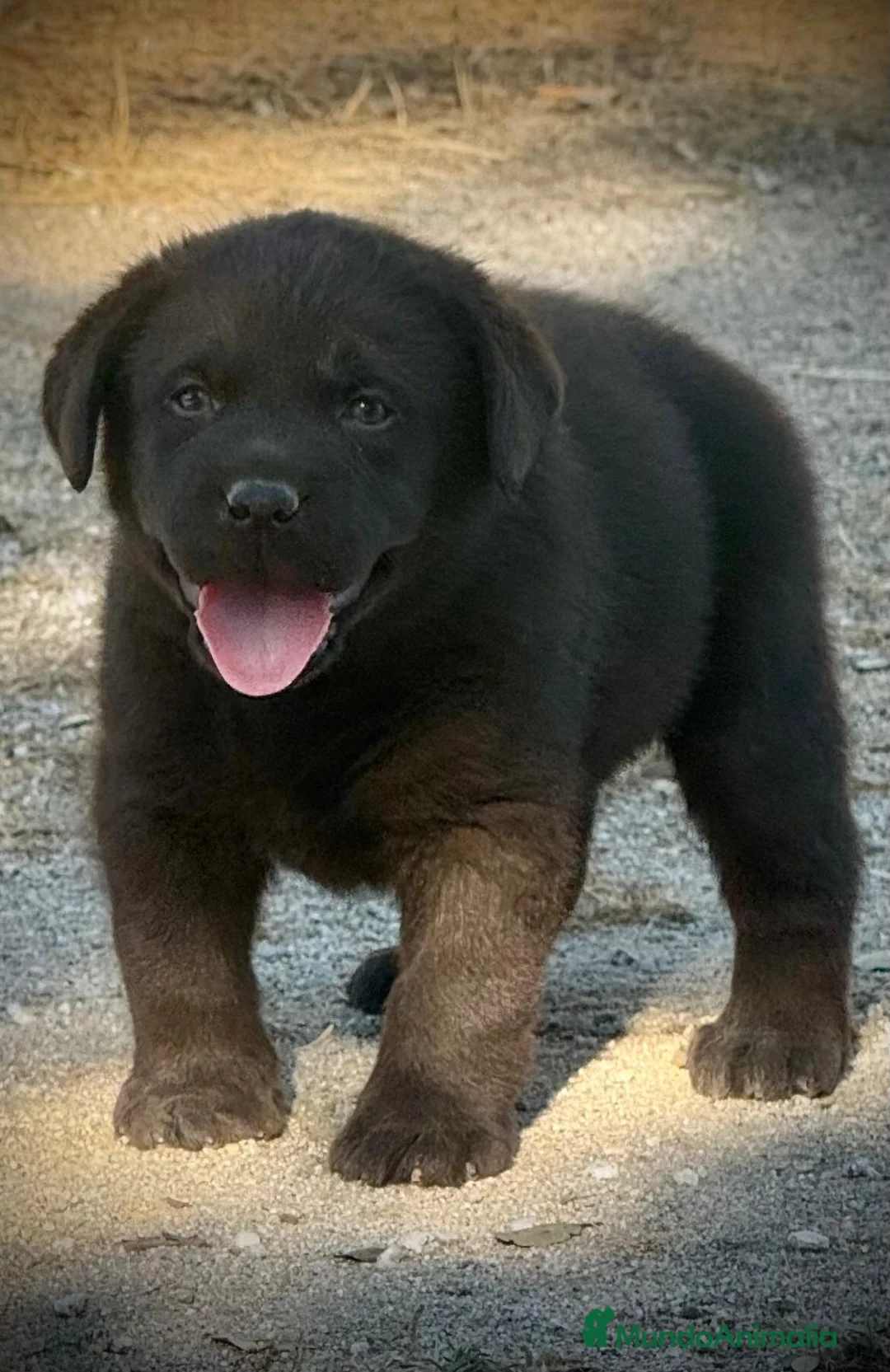 Labrador Retriever perros en venta: Labradores chocolates y negros - Anuncio 2