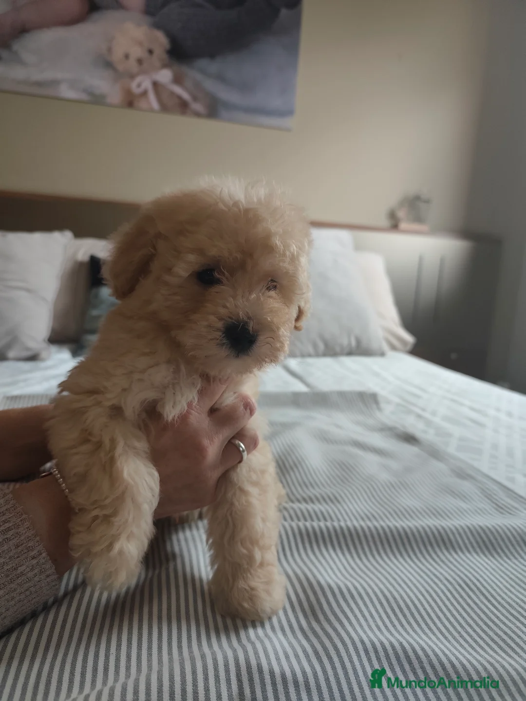 Caniche Toy perros en venta: Preciosos caniches  - Anuncio 4