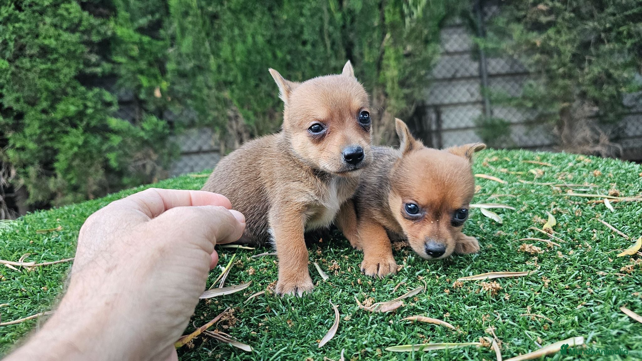 Raza Mixta perros Mini ponchyss  - Anuncio 1