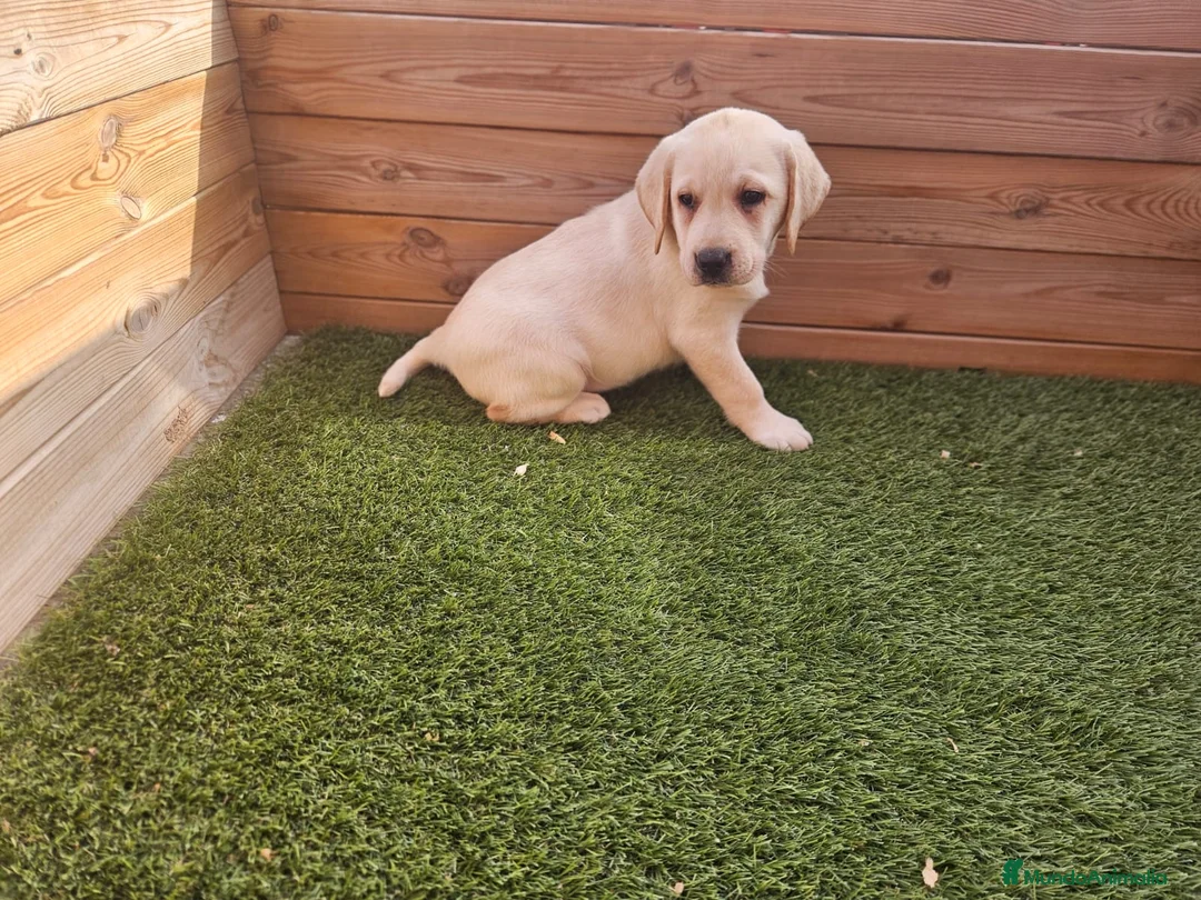 Labrador Retriever perros en venta: LABRADORES CREMA  en Barcelona - Anuncio 5