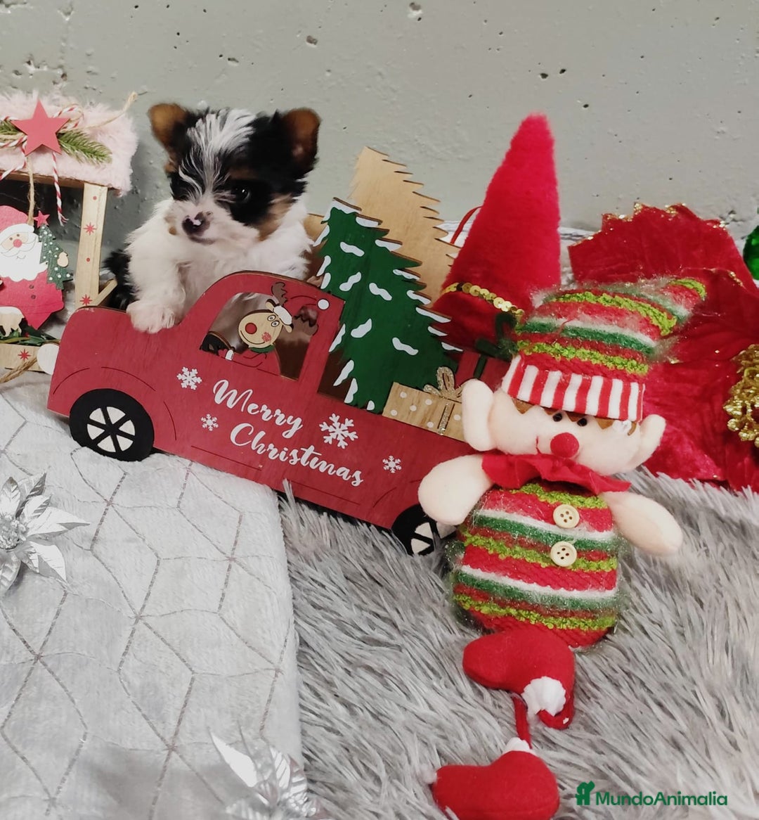 Biewer Yorkshire Terrier a la Pom Pon perros en venta: Yorkshire biewer toy  - Anuncio 7