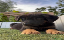 Pastor Alemán perros en venta: PASTOR ALEMAN HEMBRA - Imagen 7