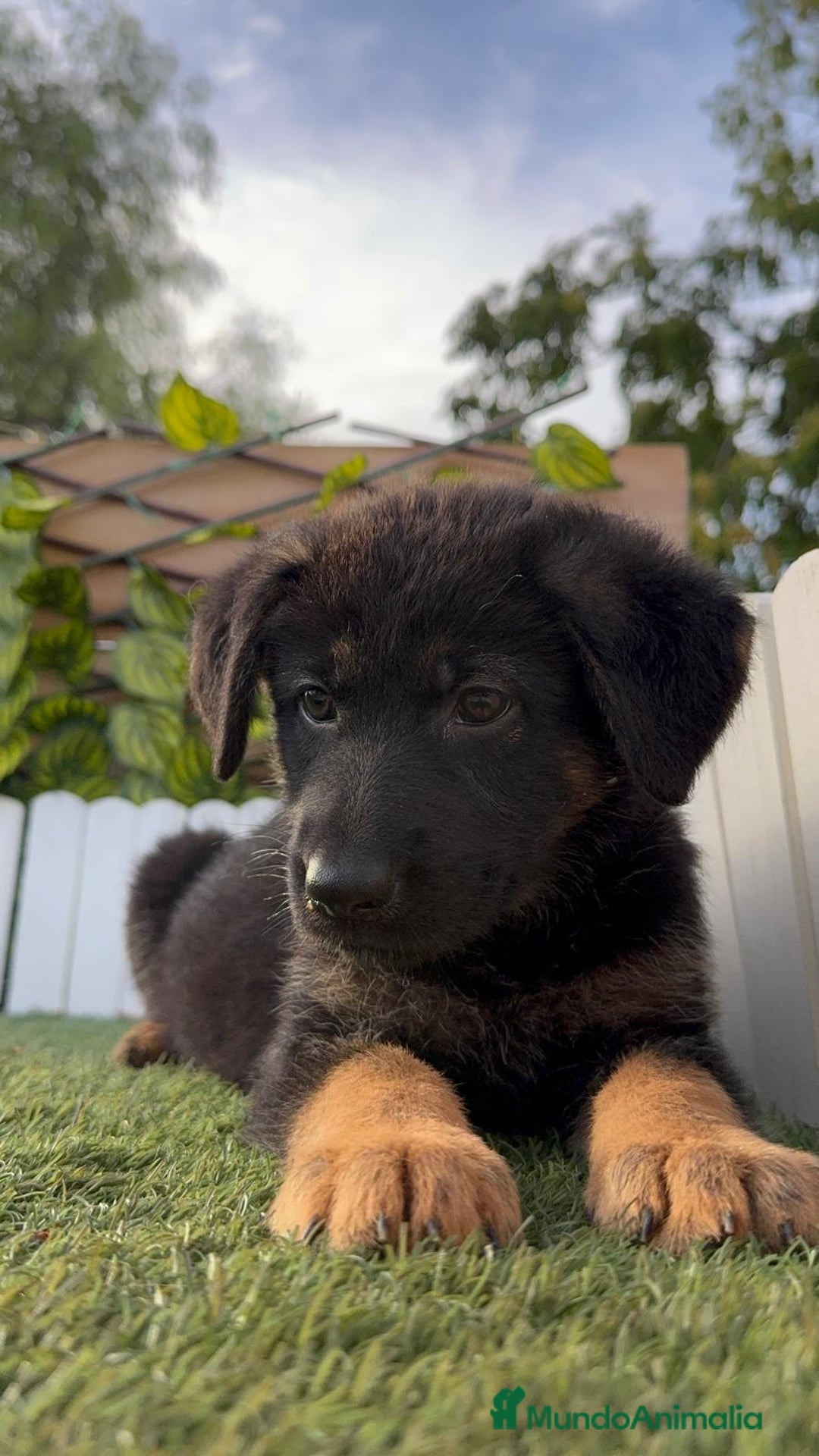 Pastor Alemán perros en venta: PASTOR ALEMAN HEMBRA - Imagen 7