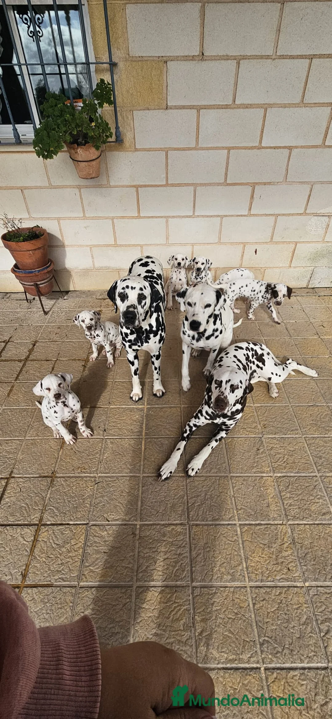 Dálmata perros en venta: Cachorros dálmatas - Anuncio 5