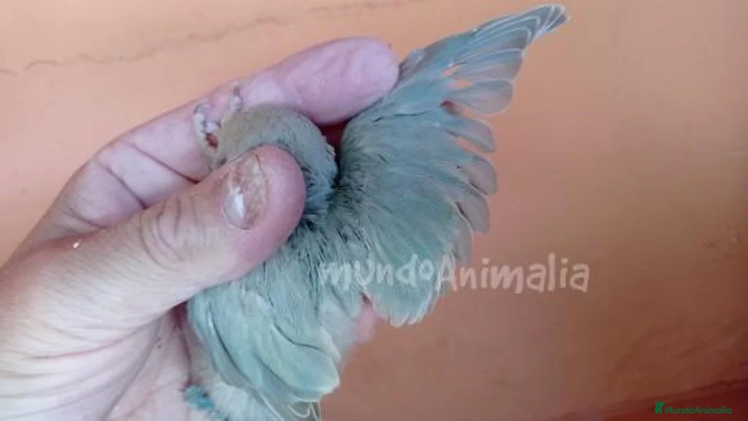 Imagen de galería {{count}}