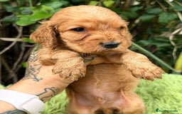 Cocker Spaniel Inglés perros en venta: Cocker inglés dorado - Anuncio 12