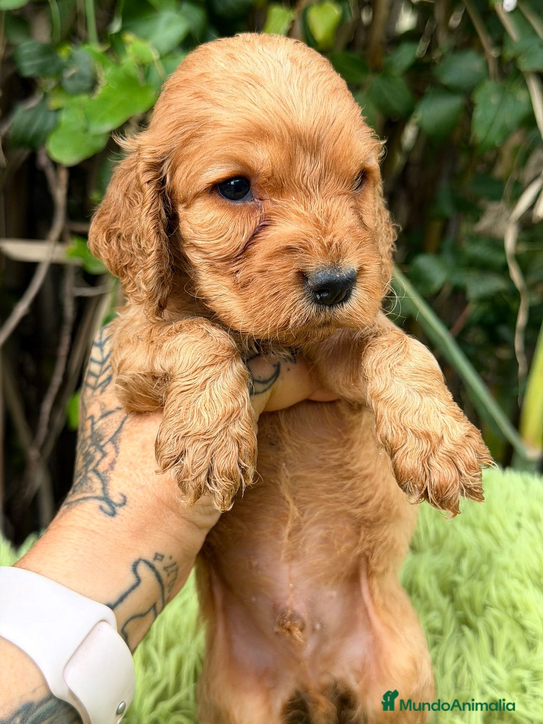Cocker Spaniel Inglés perros en venta: Cocker inglés dorado - Anuncio 12
