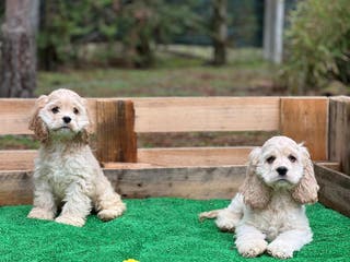 Cocker Spaniel Americano perros Cocker machos 5 meses - Anuncio 1