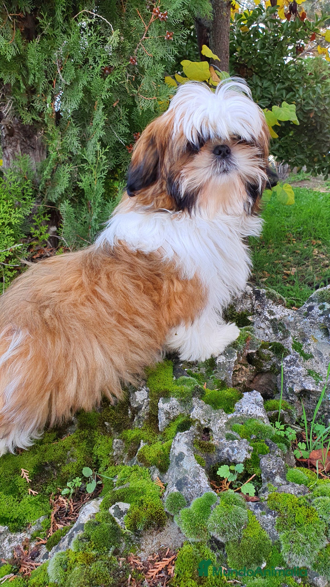 Shih Tzu perros en venta: Shih Tzu de 5 meses disponible !! - Imagen 5