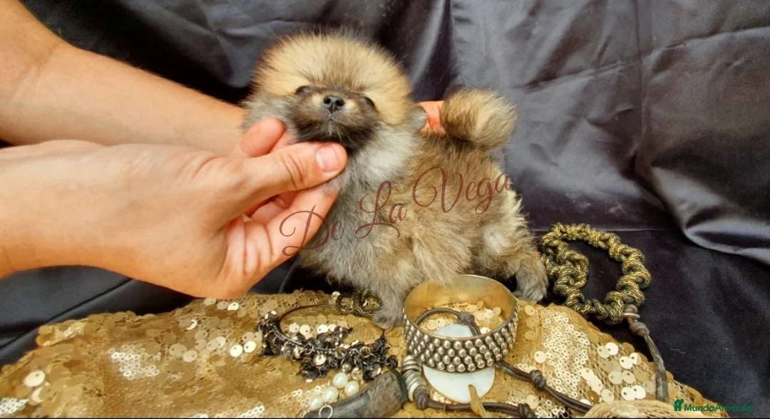 Pomerania perros en venta: Pomerania Toy Top  - Anuncio 1