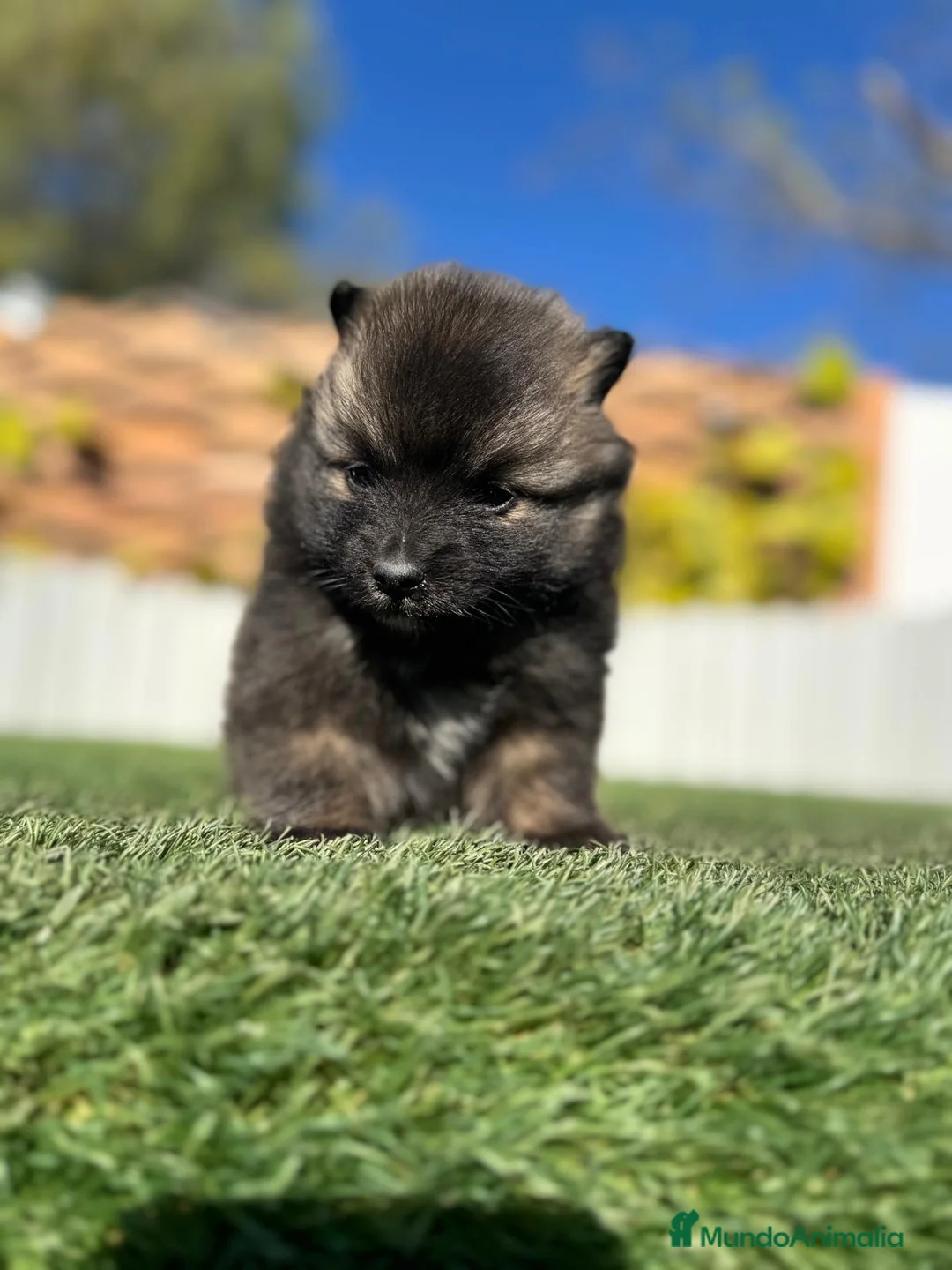 Pomerania perros en venta: POMERANIA - Anuncio 2