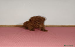 Caniche Toy perros en venta: Caniche toy - Imagen 5