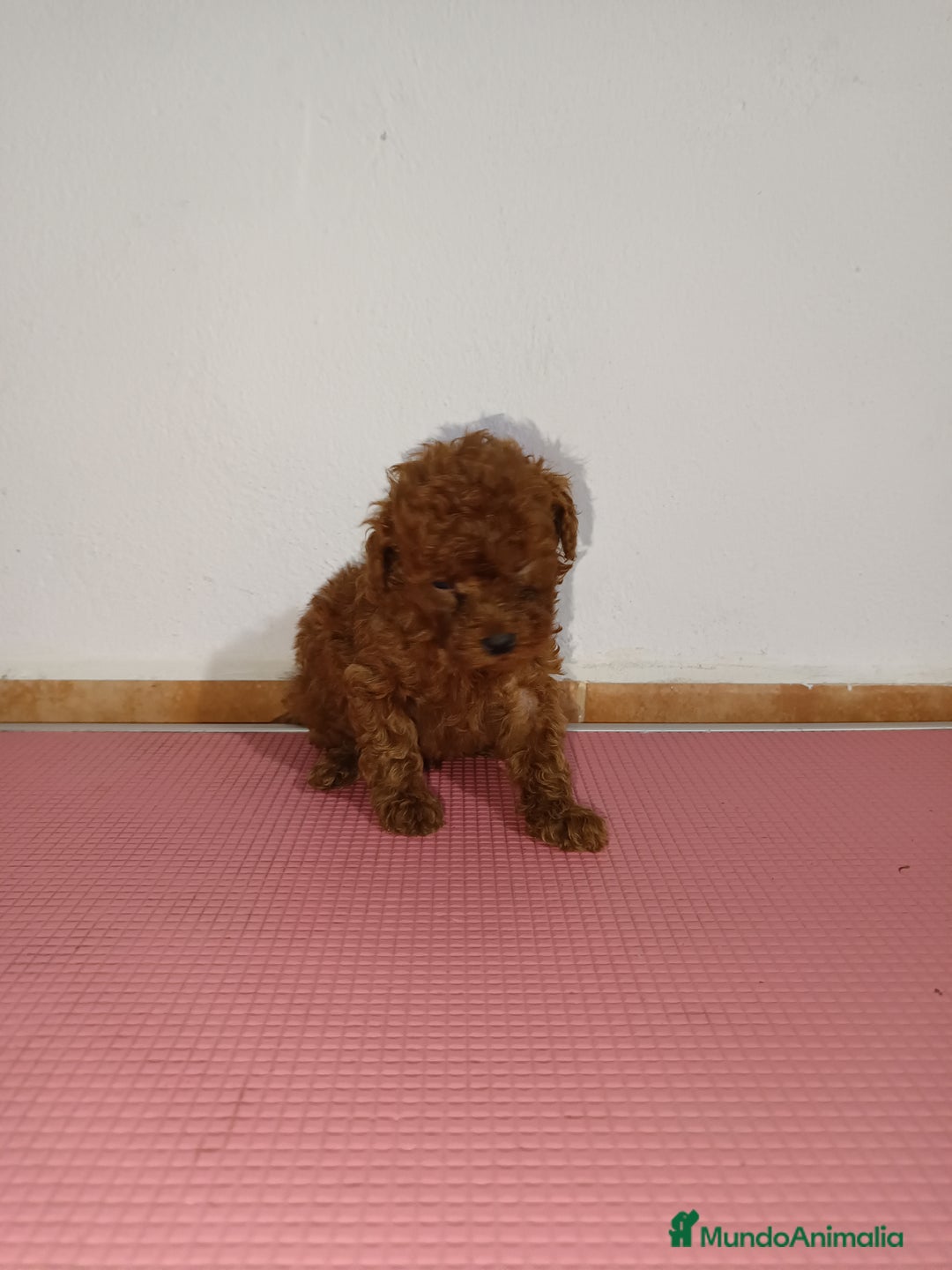 Caniche Toy perros en venta: Caniche toy - Imagen 5