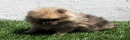 Pomerania perros en venta: Pomerania - Anuncio 23