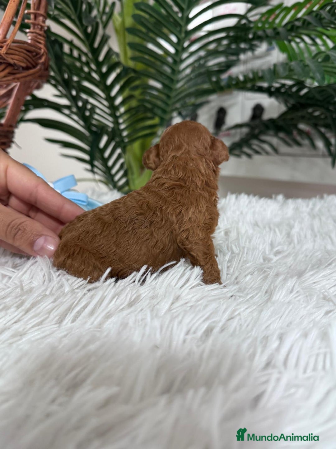 Caniche Toy perros en venta: CANICHE TOY - Anuncio 11