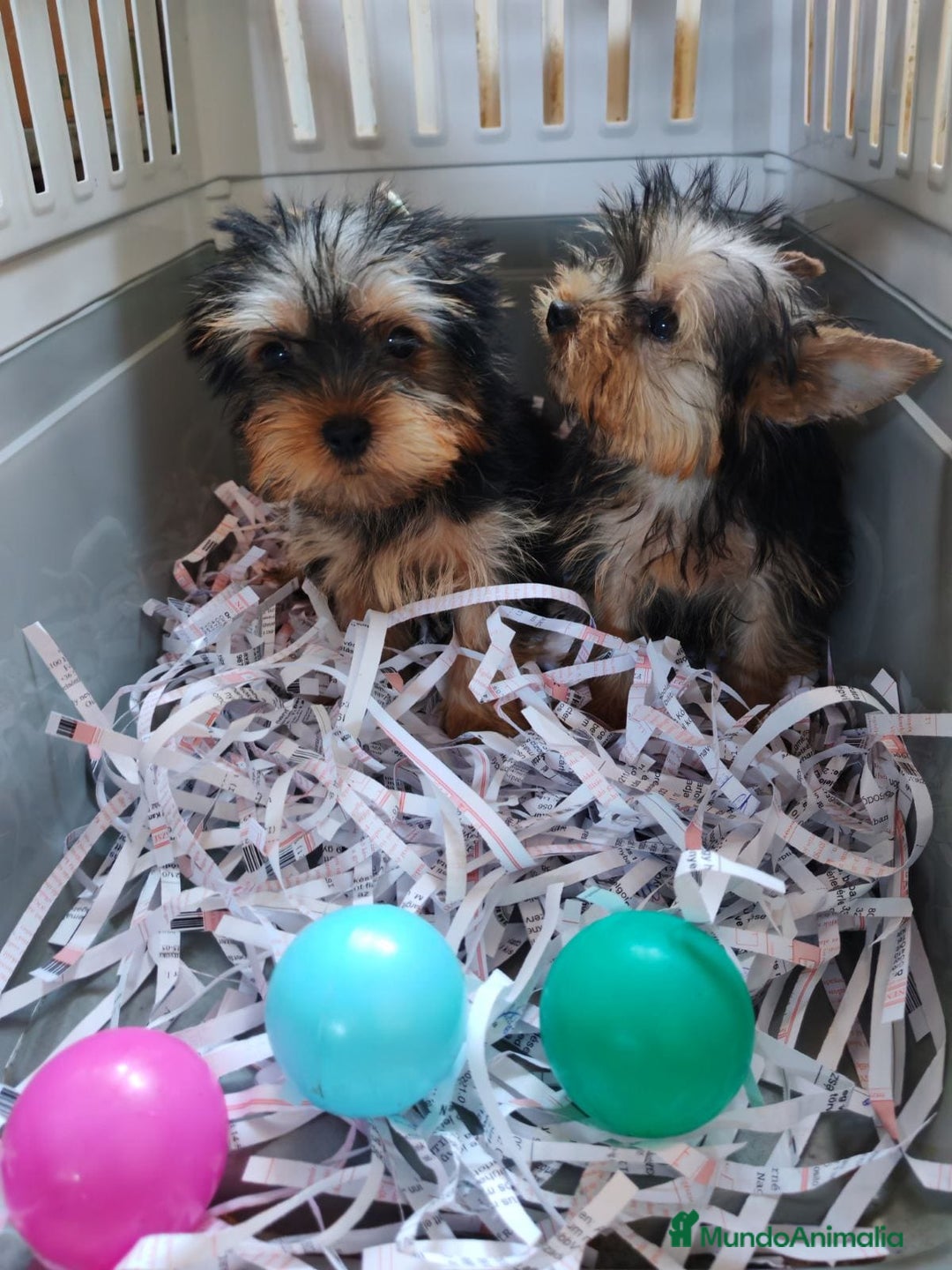 Yorkshire Terrier perros en venta: Preciosos cachorros de Yorkshire  - Imagen 4