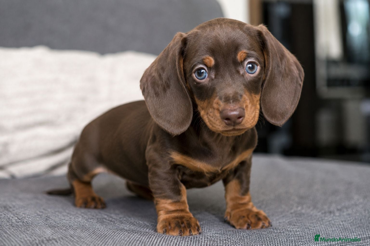 Teckel Miniatura perros 🐶 ¡Preciosos cachorros Teckel chocolate! 🤎  - Anuncio 1