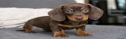 Teckel Miniatura perros en venta: 🐶 ¡Preciosos cachorros Teckel chocolate! 🤎  - Anuncio 1