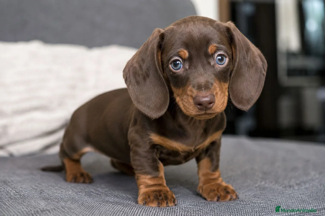 Teckel Miniatura perros en venta: 🐶 ¡Preciosos cachorros Teckel chocolate! 🤎  - Anuncio 1