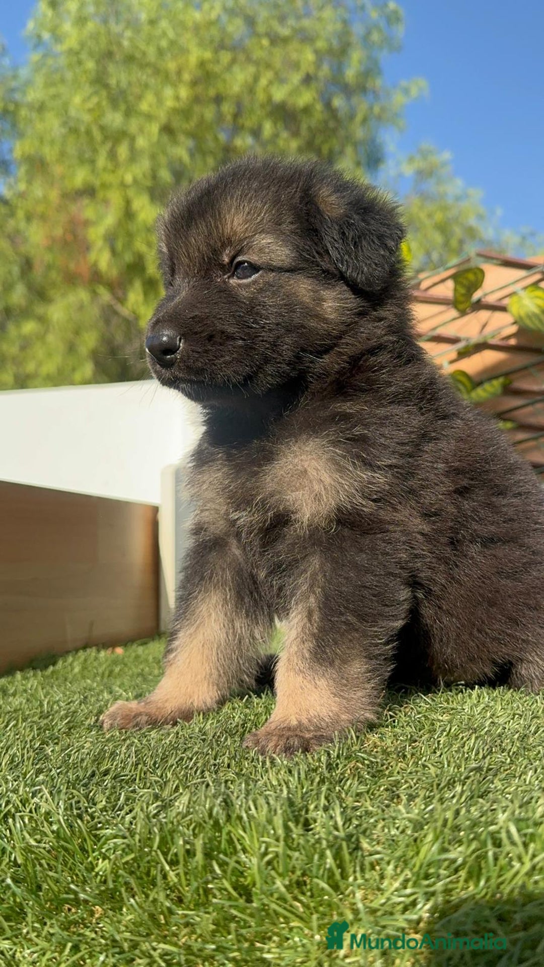 Pastor Alemán perros en venta: PASTOR ALEMAN - Imagen 12