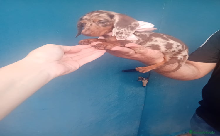 Teckel Miniatura perros - Anuncio 1