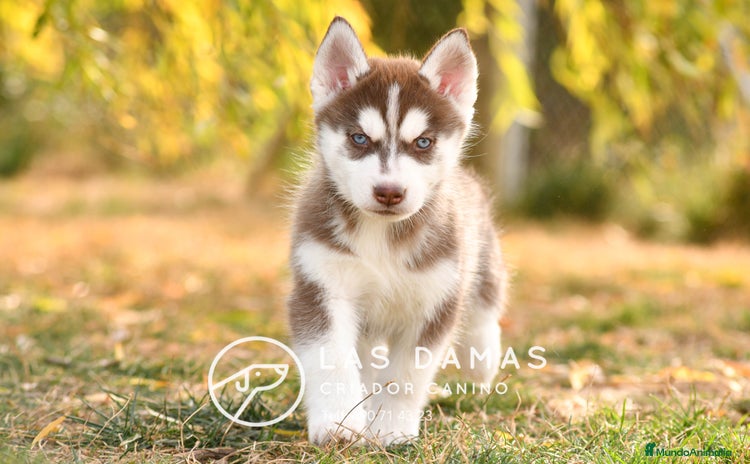 Husky Siberiano perros - Anuncio 4
