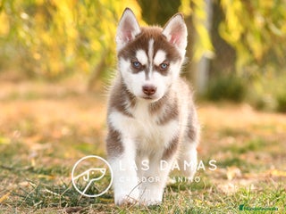 Husky Siberiano perros - Anuncio 28