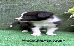 Border Collie perros en venta: BORDER COLLIE DE VILLA BIZNAGA - Imagen 11